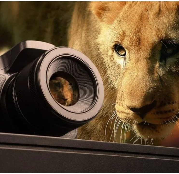 Camera Safaris Basics