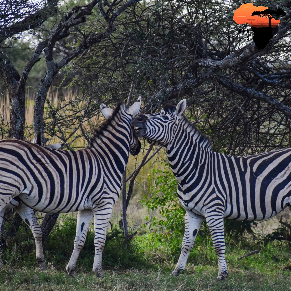 Dinokeng Zebras Talking