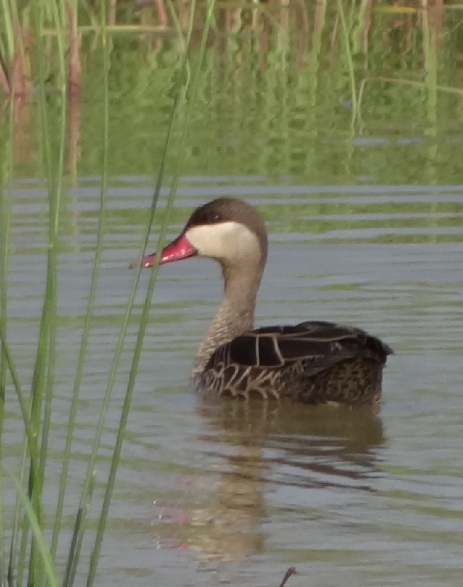 Sambane Lodge Redbilled teal